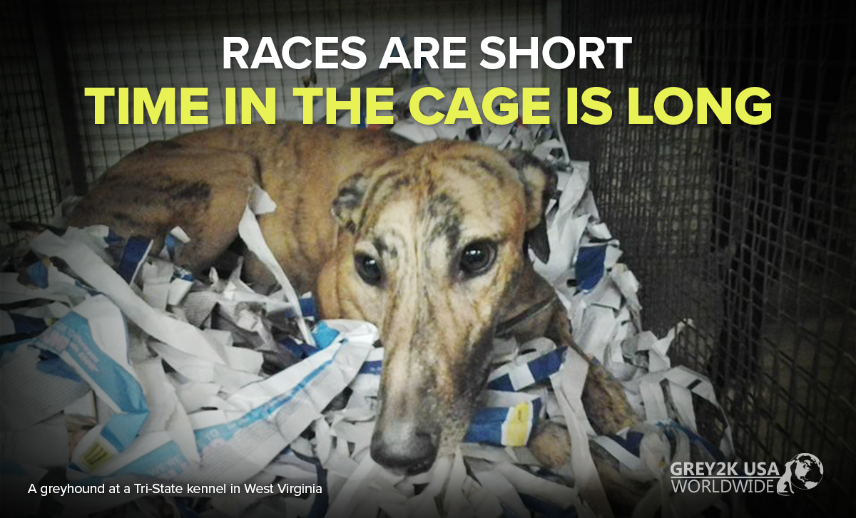 GREY2KUSA's tweet photo. Racing greyhounds are caged 20 to 23 hours each day. You can help free them from this cruelty: https://t.co/xzo3jBbrYp #NoLifeForADog https://t.co/alsPBvWo5A