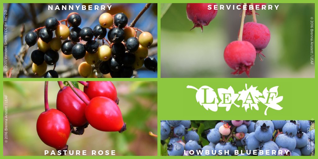 #DYK we don't have to get all our fruit at the market? Harvest edible fruits right outside your door by planting the right shrubs! Check out our edible shrub bundle (4 shrubs for $100) or purchase individual ones: yourleaf.org/shrubs-garden-… #eatlocal #FridayMotivation #ediblegarden