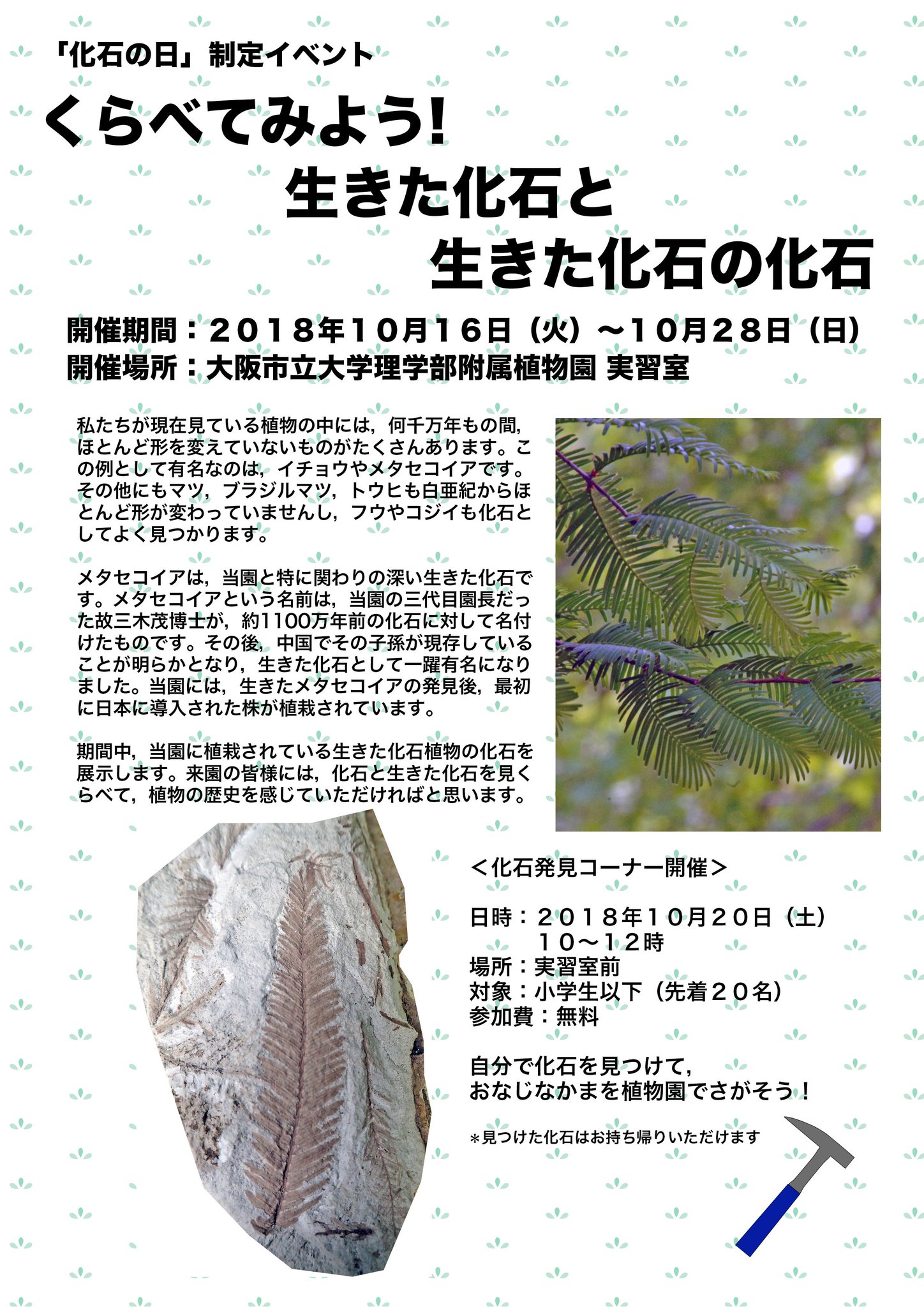 日本古生物学会 公式 A Twitter そして広報が一番気になっているのがこれ 大阪市立大の植物園で 生きた化石と生きた化石の化石 展 もうなんか 早口言葉みたいなタイトルだけど 面白い 化石に対して名付けられたメタセコイアが生きていることが見つかり 生き