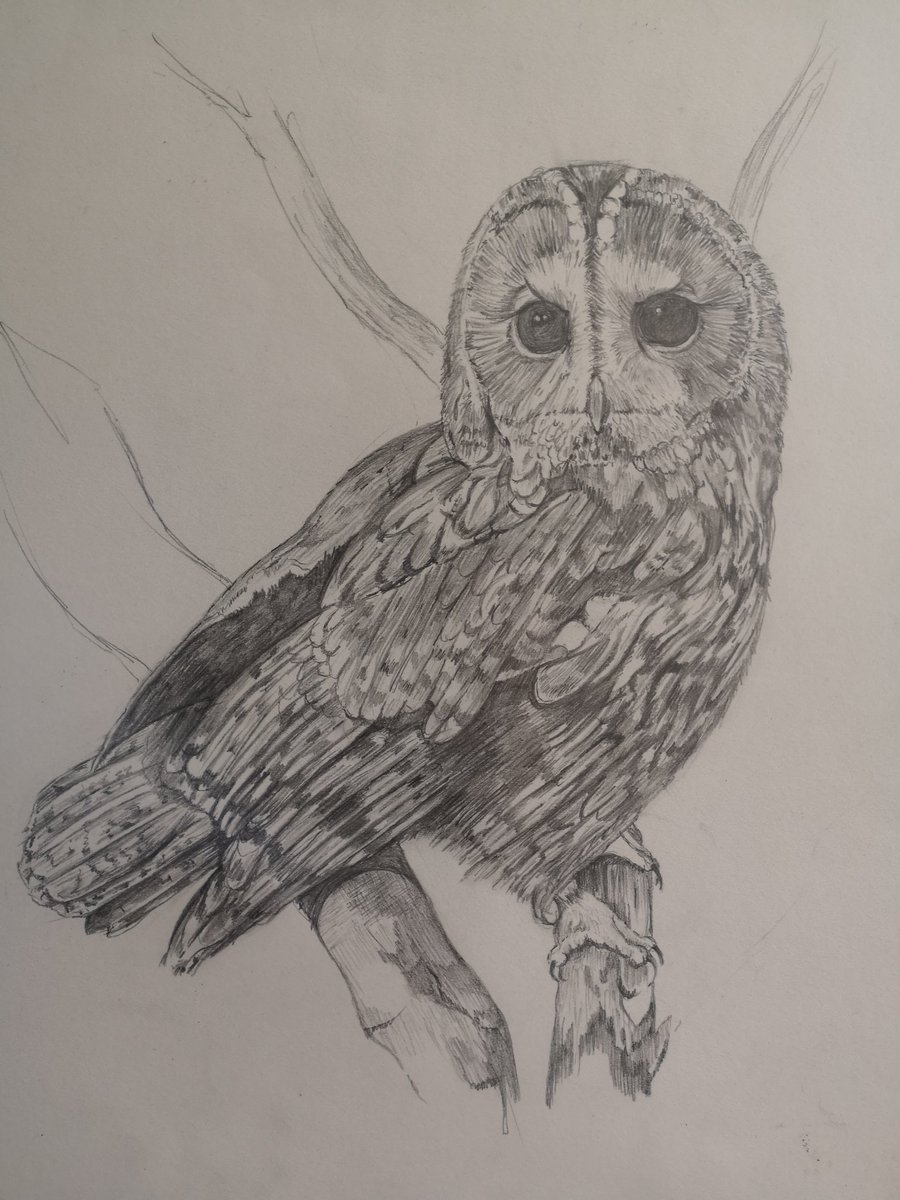 TheVernalls's tweet photo. Tawny owl completed in pencil. Let me know if interested.
#tawnyowl #owl #pencilart #britishbirds. #tawnydrawing #artforsale #followinstagram #followfacebook #wildlifeart #sketch #drawing https://t.co/a619gQPoaq