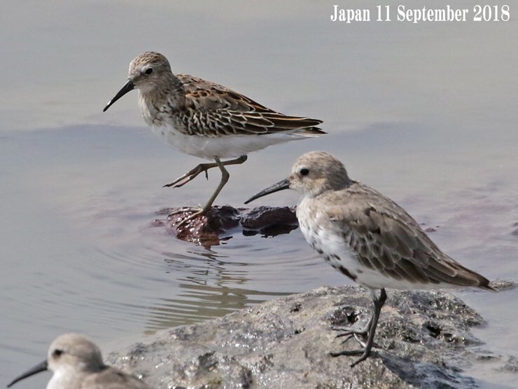 樹枝鳥 木製人形 小枝で休む鳥 (モクセイニンギョウ コエダデヤスムトリ