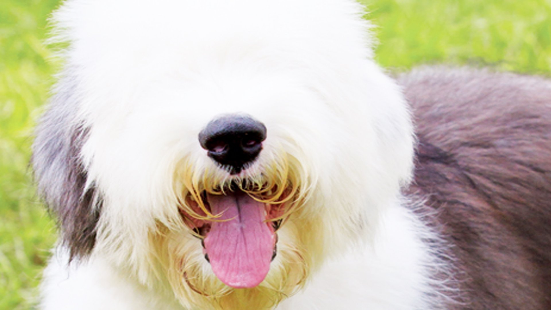 Shaggy Dogs and Black Sheep