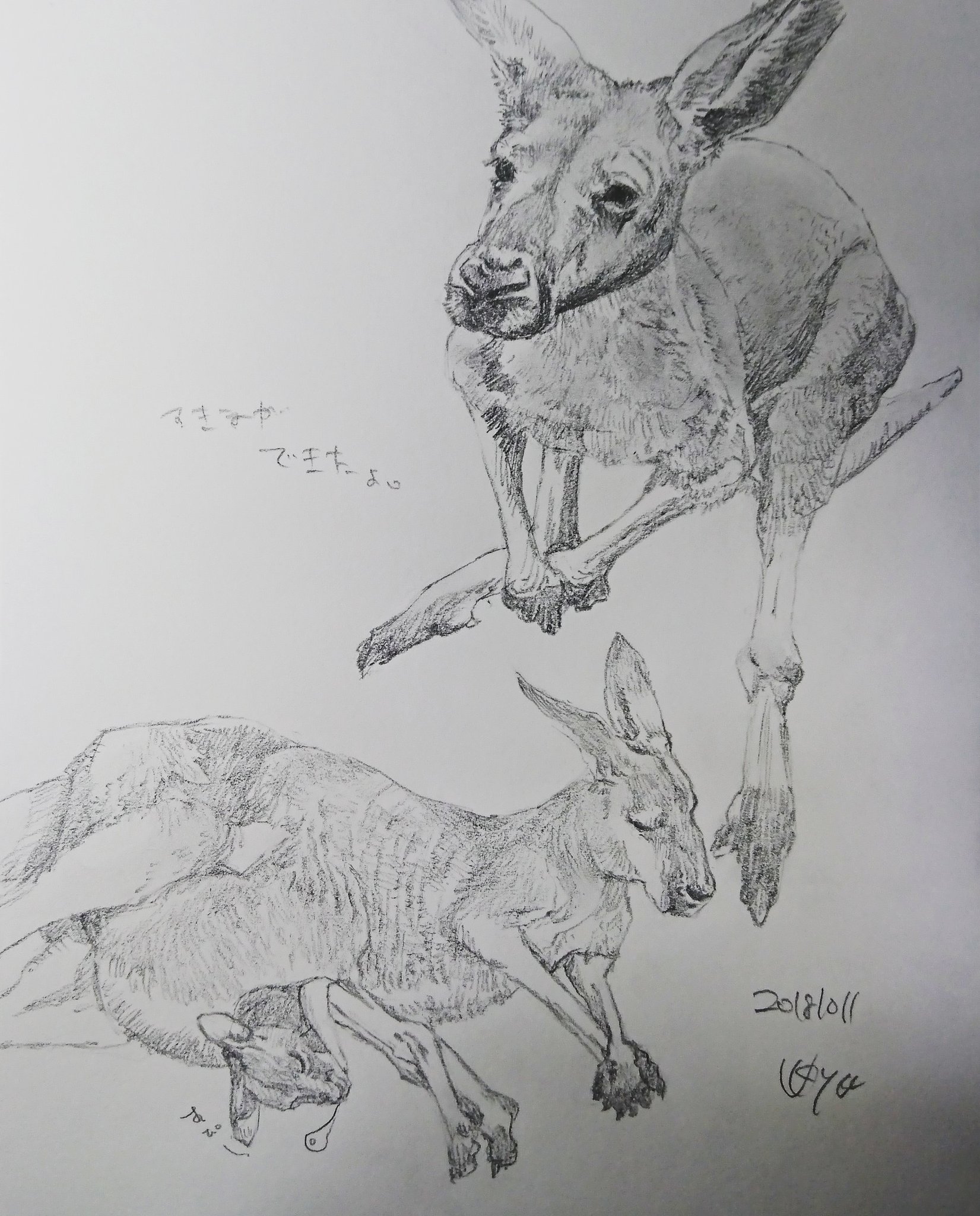 טוויטר Kagetsu Ukyo 卯京 華月 בטוויטר 昨日の落書き カンガルーづくし やっぱり慌ただしくてラフやね 落書き 鉛筆画 練習 素描 一日一絵 今日の落書き 絵描き Art 絵描き人 絵描きの輪 絵描きさんとつながりたい イラストの森 イラスト基地