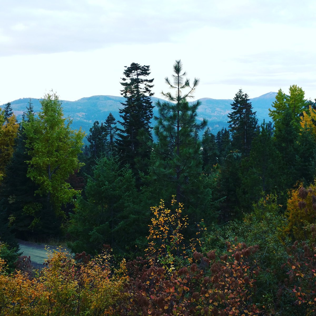 tgritts's tweet image. The cool beauty of fall in North Idaho!