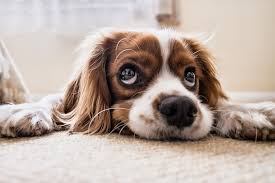 dabark11's tweet photo. 47 Boredom Busters and Games for Dogs https://t.co/Ite6oYTzoM https://t.co/L6iRom87Fw