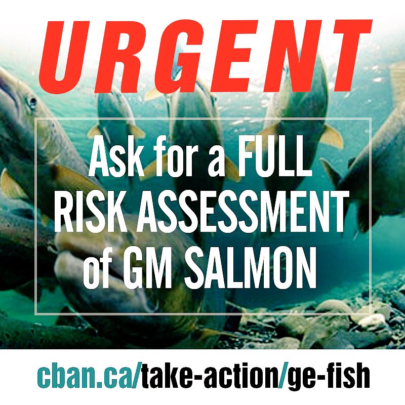 NonGMOToronto's tweet photo. URGENT ACTION ALERT! Sign to ask for a full risk assessment of #GMO #salmon - before the federal govt allows #GMfish production in #Canada. We need to add your voice to our call for a real assessment of the environmental risks. https://t.co/5BpRq5qEVe https://t.co/JYcoiqcvwA