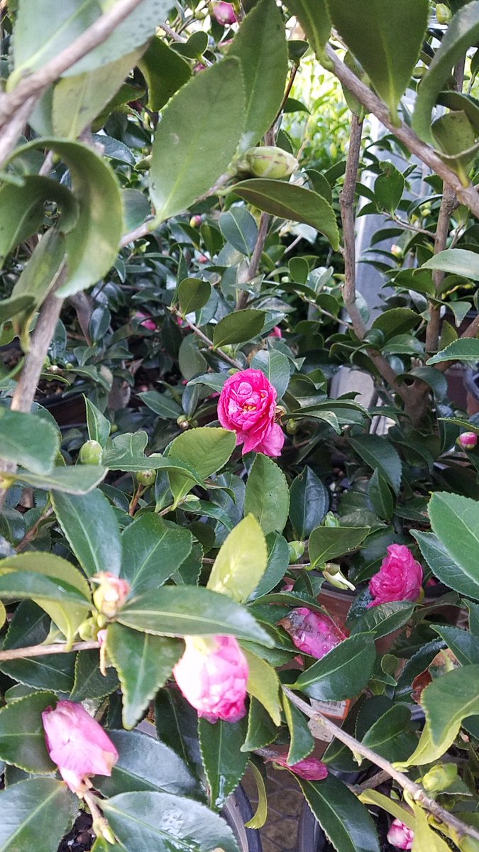 Metro Atlanta Home Depots are ready for fall gardening with budded and blooming sasanqua camellias! #JLQ #Fallisforplanting <a href="/ChrisBergHD/">@ChrisBergHD</a> <a href="/freddyplants/">Fplants</a> <a href="/JohnTuten2/">John Tuten</a>