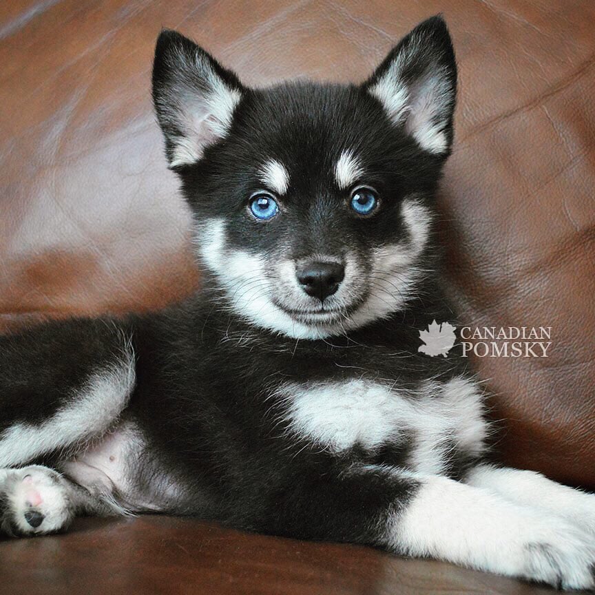 CanadianPomsky's tweet photo. This tiny F4 Pomsky (matures under 15 lbs!) Black &amp; White Male with ocean Blue Eyes is available for adoption! He is so playful, outgoing &amp; loves our attention! He comes with his 3 YEAR Health Guarantee &amp; so much more! 💯❣️#canadianpomsky #pomsky #adopt #yycdogs #puppy #pupper https://t.co/UzyeOjNXGl