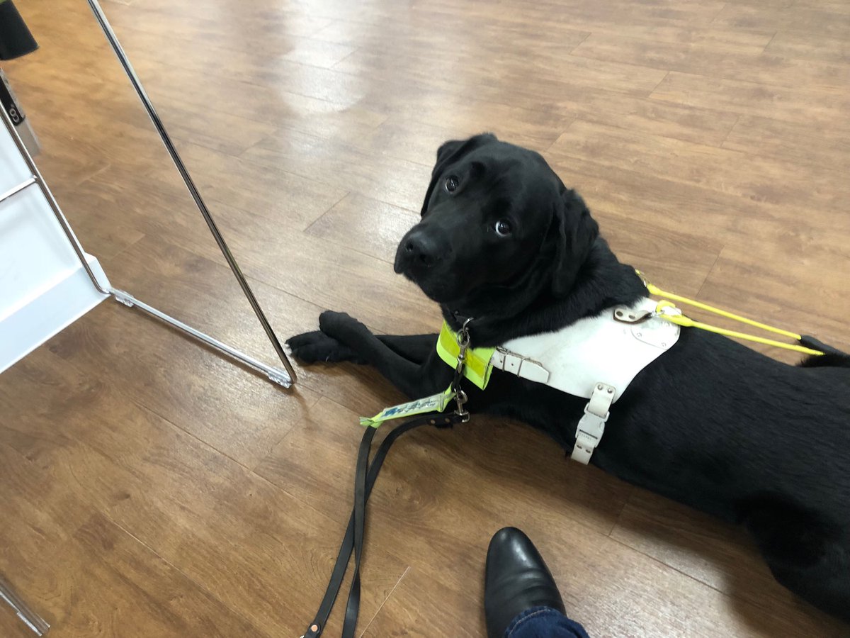 zodiacguidedog's tweet photo. Happy Guidedog week #Guidedogweek https://t.co/0OKWmlCC7n