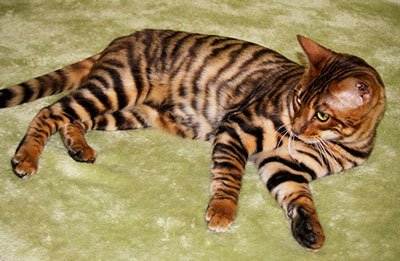 ToygerGatos's tweet photo. Entra en https://t.co/JnexzNjHvY y reserva tu toyger! https://t.co/KAka7cG8jV