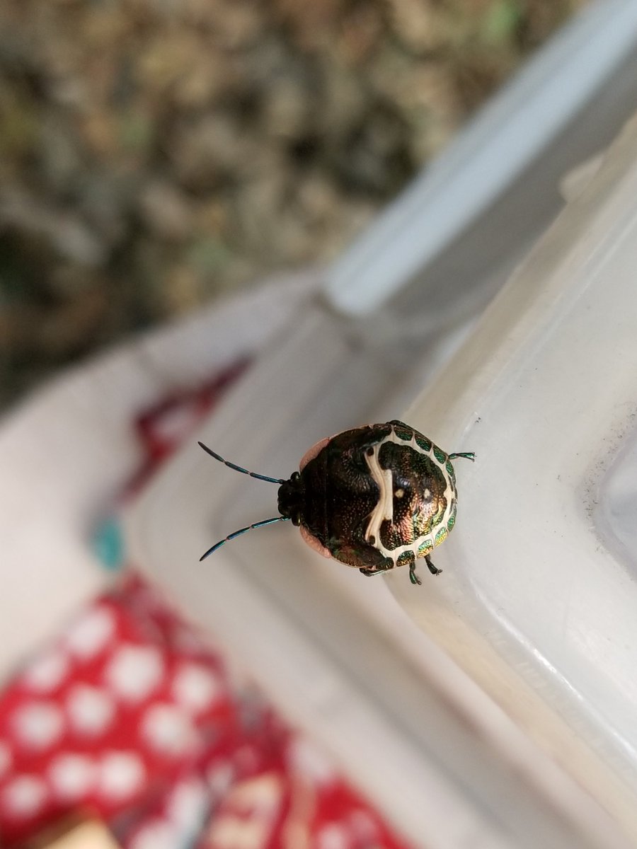 くろちゃん せりぼうに こんな虫がいた かなり虫に詳しいプレーリーダーすがに聞いたが ギブアップ 皆でめっちや調べてみたさ 今日 判明 アカスジキンカメムシの5齢幼虫だとさ めっちや キレイ ピンクの飾りに玉虫色のメタリックな身体