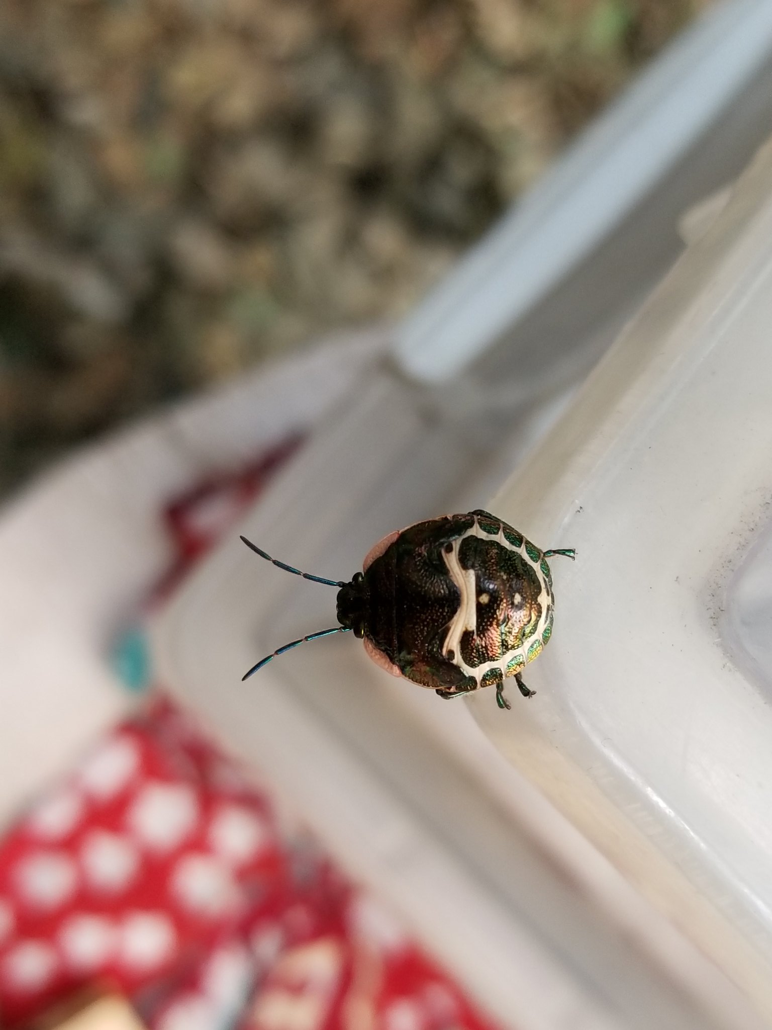 くろちゃん せりぼうに こんな虫がいた かなり虫に詳しいプレーリーダーすがに聞いたが ギブアップ 皆でめっちや調べてみたさ 今日 判明 アカスジキンカメムシの5齢幼虫だとさ めっちや キレイ ピンクの飾りに玉虫色のメタリックな身体