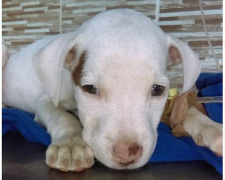 JPActivista's tweet photo. 🐶Nuestra hermosa Kira,💕tratando de salir adelante y nosotros Apoyándola en su recuperación,🥰🌿 por ello necesitamos de su solidaridad y su gran corazón para sacar adelante a nuestra Fundación.🌾

🌻Apoyanos en esta noble causa🥀
#Fundabolivar #Yosoyfundabolivar https://t.co/SQPpEBrg6p