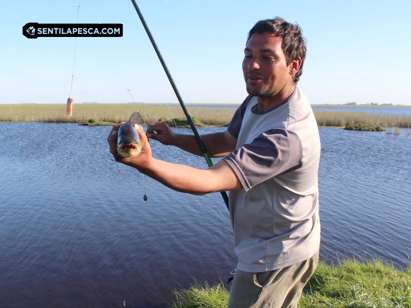Sentilapesca's tweet photo. #ElPiquedelaSemana Canal Vicoli | A la mañana y tardecita se dieron buenas #tarariras, todas #concarnada. Aún los #señuelos no rindieron como tampoco en Fly para intentar con los Poppers por el viento > https://t.co/OT38DjE72e
#pescadeportiva #sentilapesca #condevolucion #pesca https://t.co/txRKjCtHYq