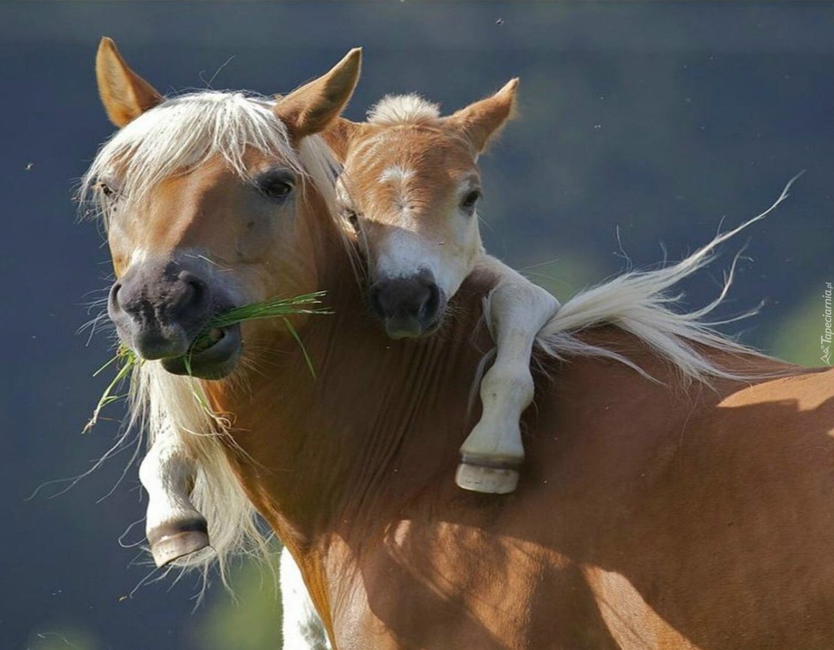 AmadeuszEs's tweet image. #jutu