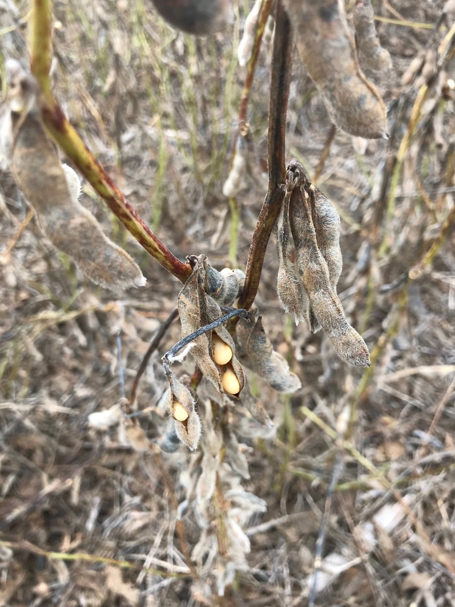 KsSoybean's tweet photo. MT @JHammCrops: This isn’t an ideal situation. #KsAg #harvest18 #PodShattering https://t.co/qf3pFjv7dk