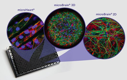 StemoniX's tweet image. Attending the @SLAS_Org 3D Advanced Human Models and High Content Analysis conference in Leiden, Netherlands next week? Stop by our table and say hello! #microBrain3D #microBrain2D #microHeart