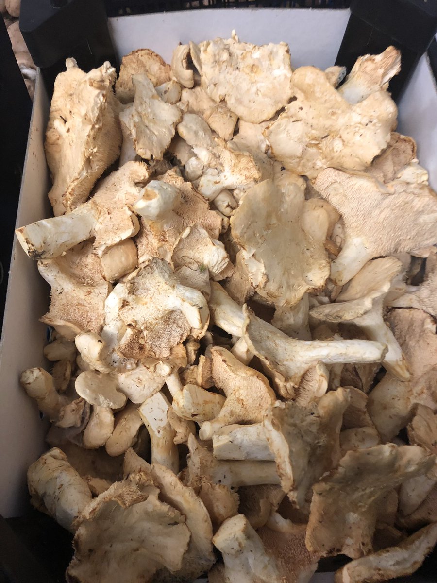 Great catch up with <a href="/SmithyMushrooms/">Smithy Mushrooms</a>  this afternoon. Scarisbrick grown shiitake with some absolutely stunning Swedish chanterelles and Pied De Mouton. Well played 👏🏻👏🏻👏🏻