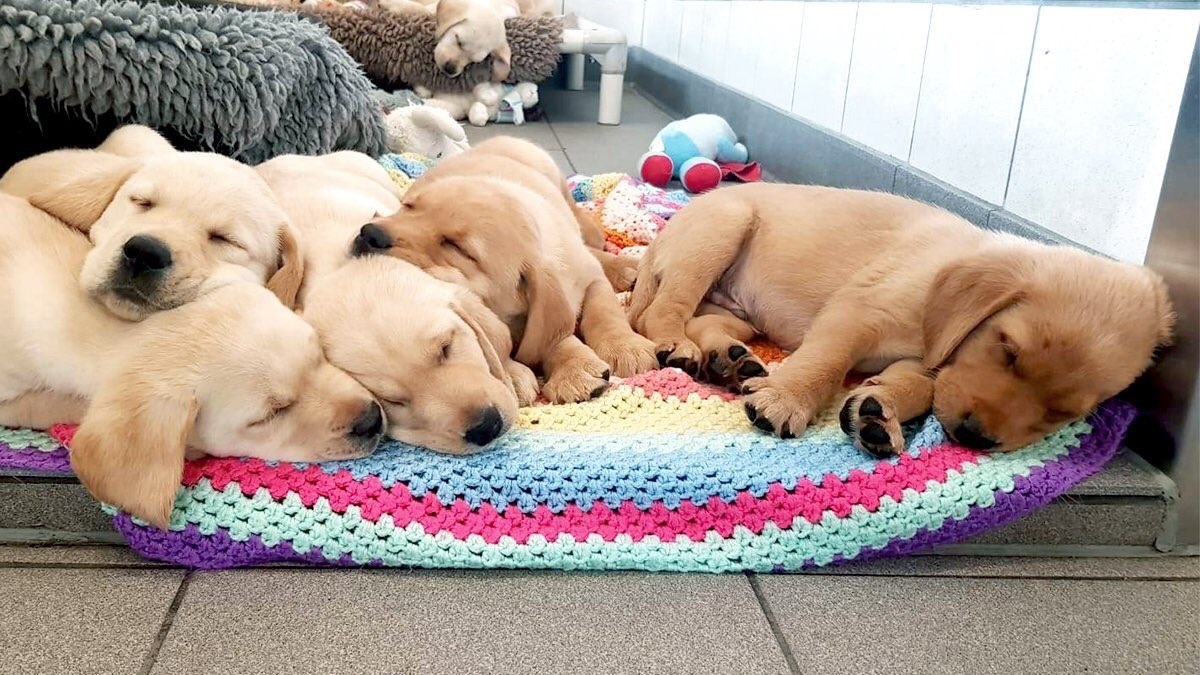 CF_Birmingham's tweet photo. My @guidedogs #SuttonColdfield #SupporterGroup Will be in the #ChristchurchShoppingCentre @scgracechurch tomorrow.Please pop over and say hello and learn more about #GuideDogs and of course have a cuddle with our wonderful dogs that will be there too. #GuideDogWeek @sutcolhour https://t.co/UiXnP3QAAY