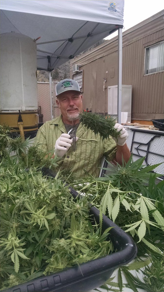 BinaryDocfilms's tweet photo. Harvest Time in the NW, Check out our film, Oberfelder's Cannabis Farm the Good the Bad and the Happy on AMAZON PRIME https://t.co/ua6XKHoE9U Inside look at whats going on behind closed doors!  #FridayFeeling #films #cannabis #dabs #cbd #fashion #foodies #travel #Vacations #love https://t.co/XZZouGr2VX