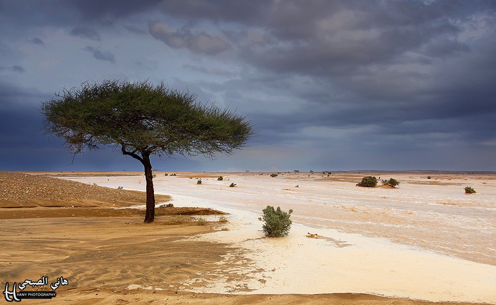 هاني الصبحي 📸 tweet media