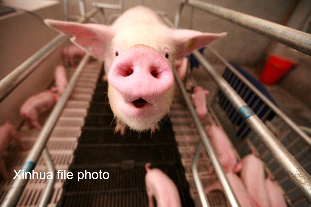 XHNews's tweet photo. China reports new #AfricanSwineFever cases in Tianjin, Liaoning https://t.co/wq0sYyBCVo https://t.co/UqaxiYn0Uf