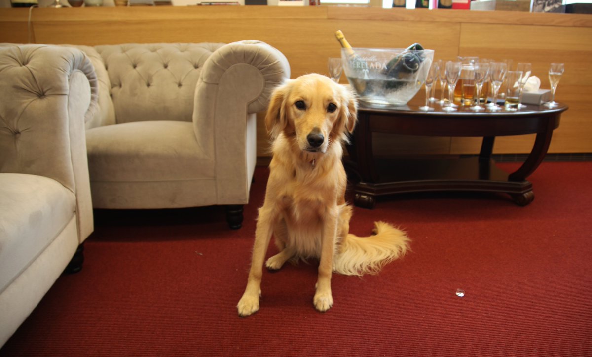 A lovely end of half term for me. It was birthday cake with the Master for the 18 year olds.... I didn't get any apple juice or champagne but I did sneak a cupcake, YUM! #sneaky #cake #18thbirthday