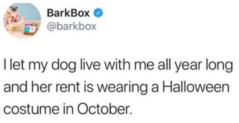 k8iebeth's tweet photo. @barkbox To all neighbors/friends: if you put your tiny dog in a spider costume, I’m not responsible for what happens next. https://t.co/7mjPIcEBfd