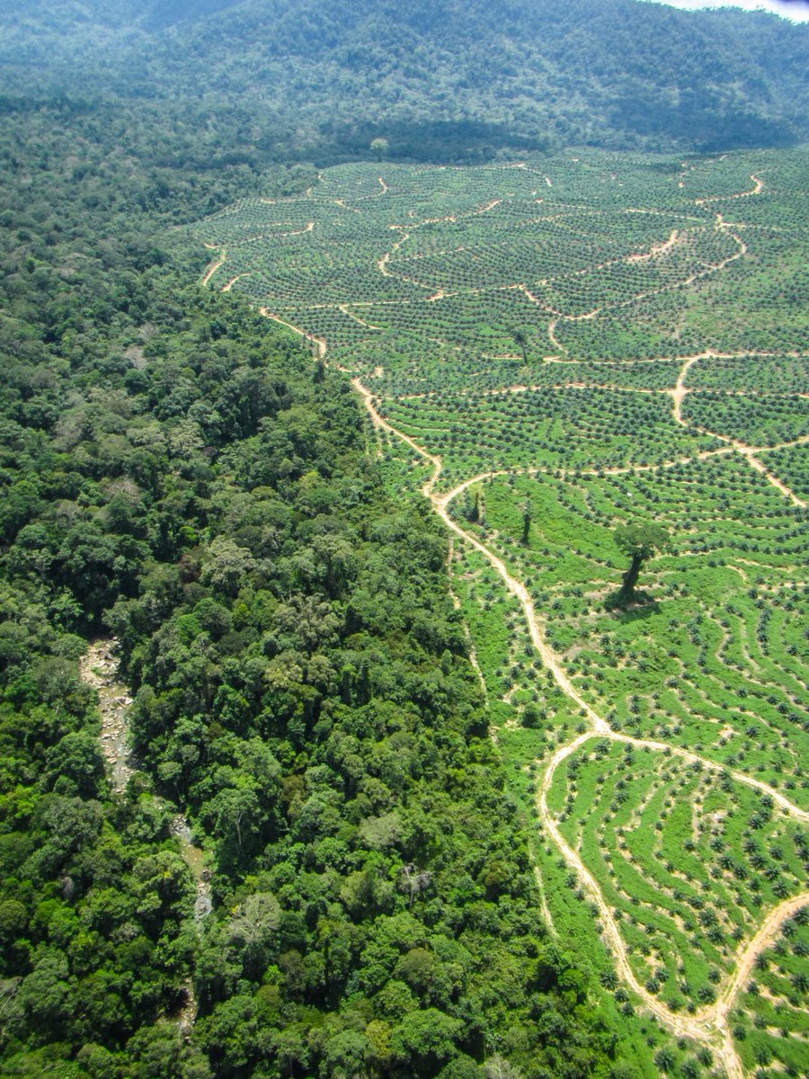 solomilne's tweet image. #IamABiologist working with the @UNDPproject @OrangutanSurvey, trying to understand how human impact on forests in #Sabah, Malaysian Borneo, is affecting #Orangutan habitat. I fly #drones over large areas of forest in order to find Orangutan nests &amp;amp; Strangler Fig trees.