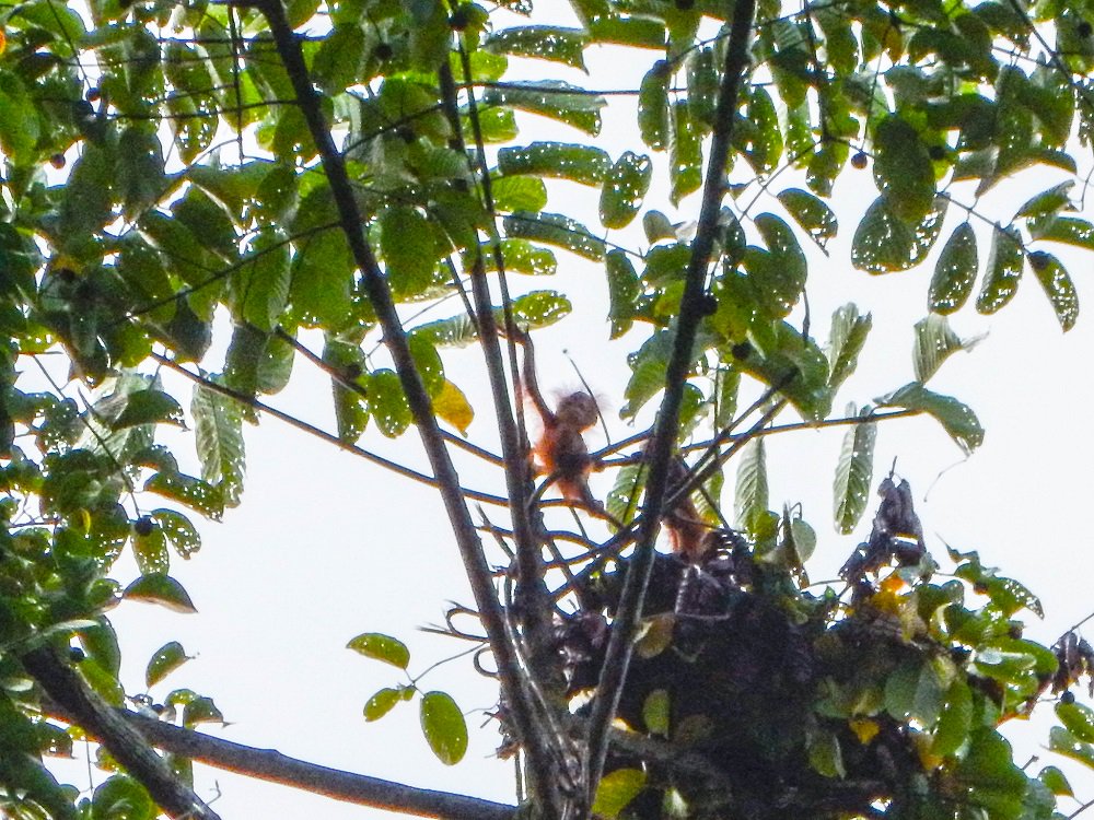 solomilne's tweet image. #IamABiologist working with the @UNDPproject @OrangutanSurvey, trying to understand how human impact on forests in #Sabah, Malaysian Borneo, is affecting #Orangutan habitat. I fly #drones over large areas of forest in order to find Orangutan nests &amp;amp; Strangler Fig trees.