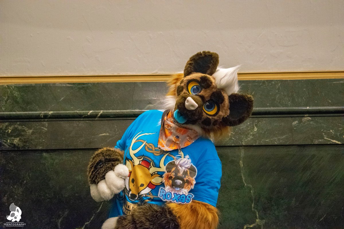 PolarisWoof's tweet photo. Hmm.. there haaas to be a hidden door or safe in this old hotel, right? @Anthro_NE must be hiding som-- OH- uh, hi! I wasn't- looking for anything!! 😅🏨🐾  #FursuitFriday #ANE18 #ANE2018 https://t.co/rtAE2V8tZu