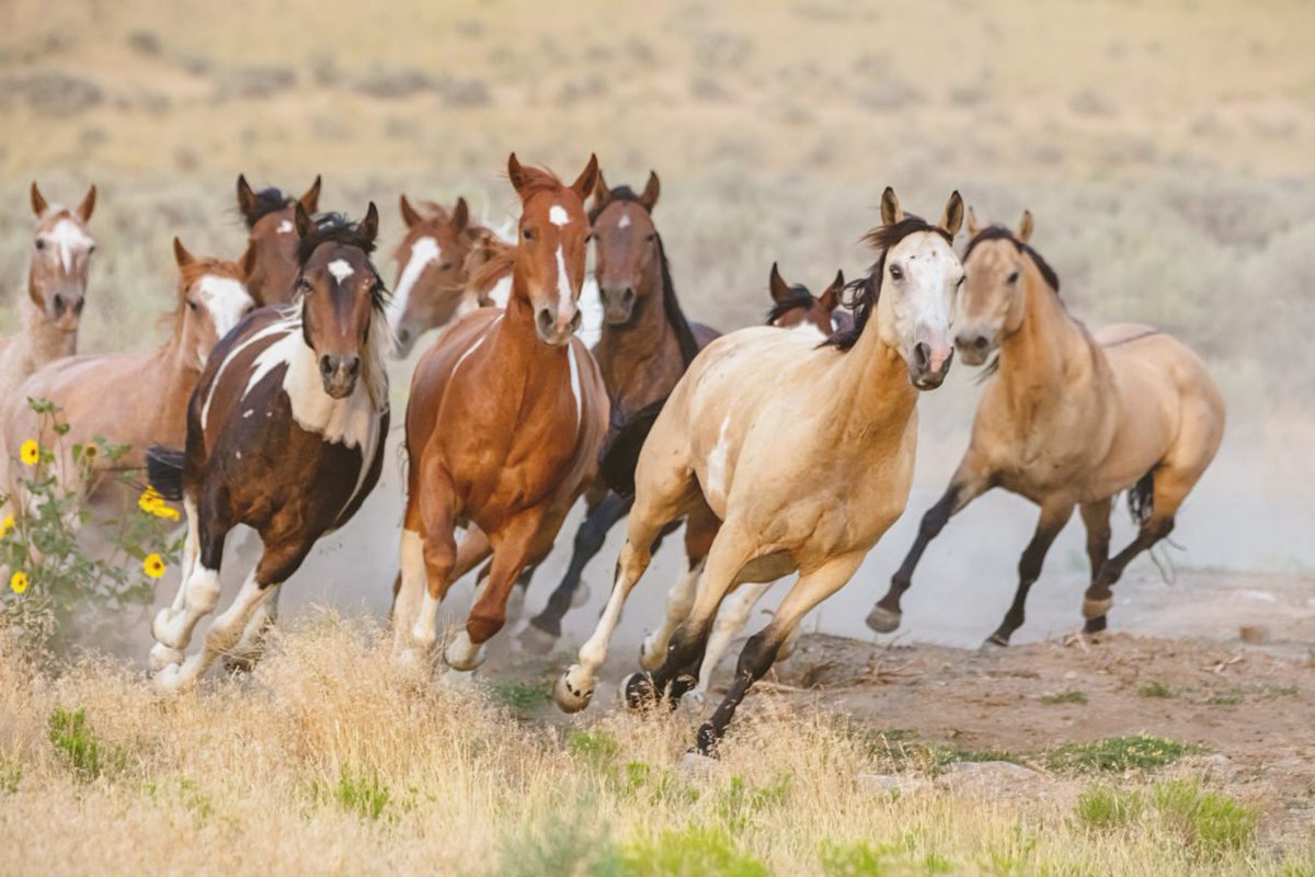 humaneworldorg's tweet photo. U.S. Forest Service removing 1,000 wild horses in #California; some could be sold for slaughter. 😢 https://t.co/WFkTuiVwOi https://t.co/CA9vD3fJNV