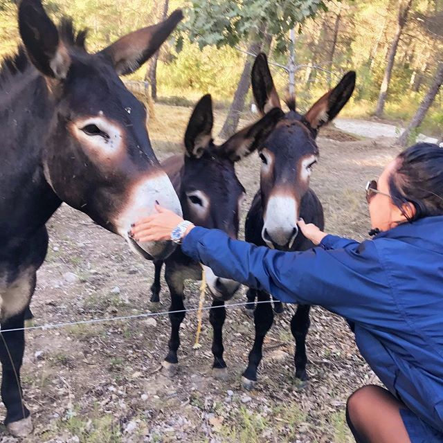 DonkeyLoversZon's tweet photo. #pinthetailonthedonkey #donkeybutt #donkeyface #bugaboodonkey #donkeylabel #donkey4life #assisdonkey #packdonkey https://t.co/tfaL1fsUuh