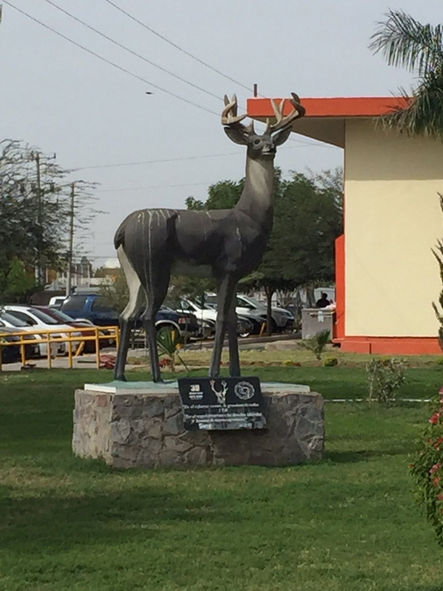 TecNMHermosillo's tweet photo. Feliz Aniversario
El 12 de octubre inicia como Instituto Tecnológico Regional de Hermosillo; son más de 4 décadas de formar a los mejores ingenieros del noroeste del país quienes bajo lema, ‘En el Esfuerzo Común, la Grandeza de Todos’ y mascota, Venado celebran hoy 43 Años https://t.co/JldpjD8php