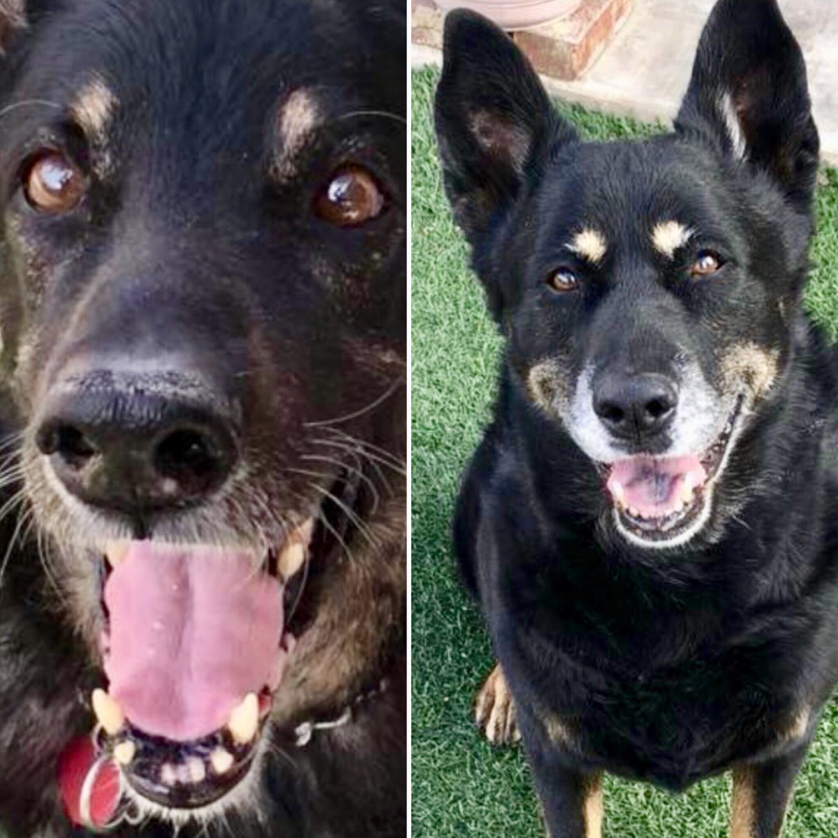 Today we say goodbye to one of our very special rescues, Odin. Odin lived a full and happy life with his rescue family bringing them laughter, companionship, love and utter joy. Run Free Odin. We loved you as much as you loved us. ❤️ 🌈 

#socalrescues #scgsr #rainbowbridge🌈