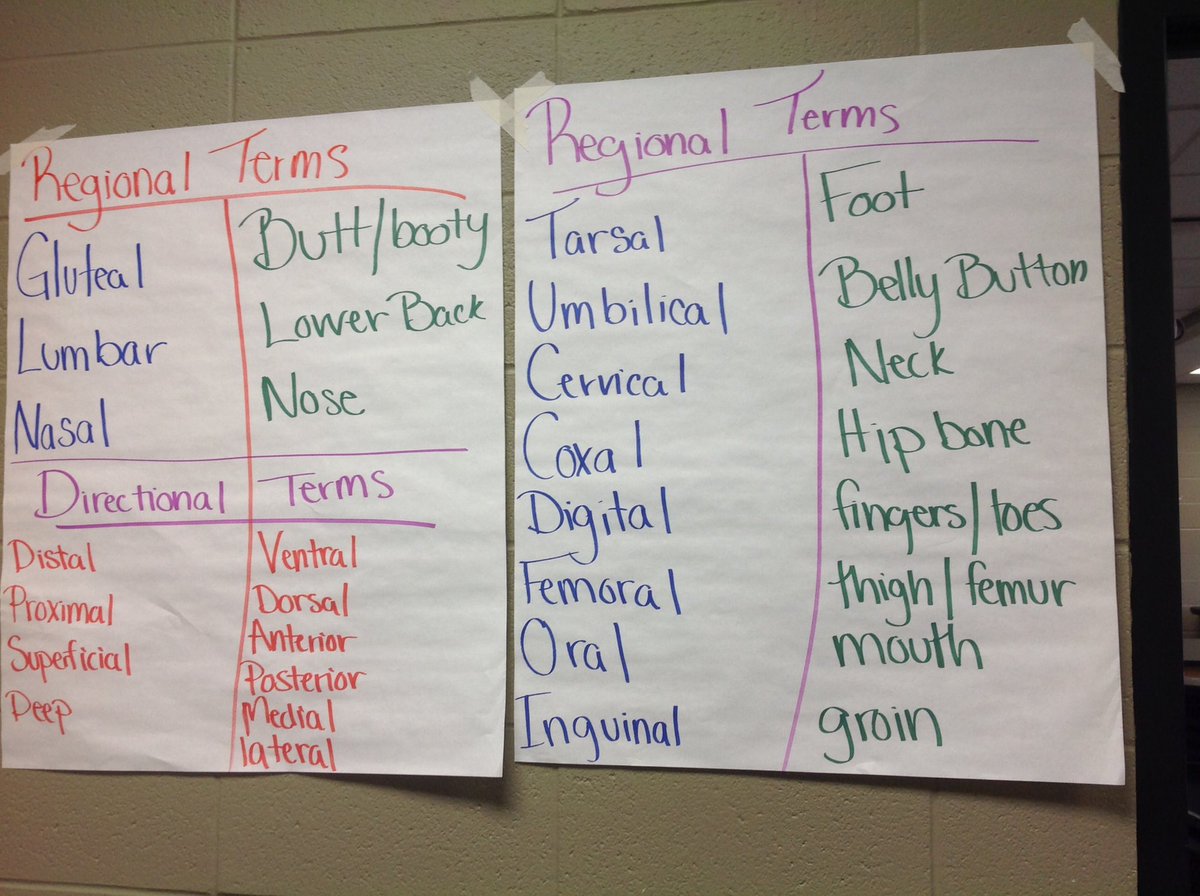bcspltw's tweet photo. Human body systems is up and running. #pltw https://t.co/lPsB9VFZXH