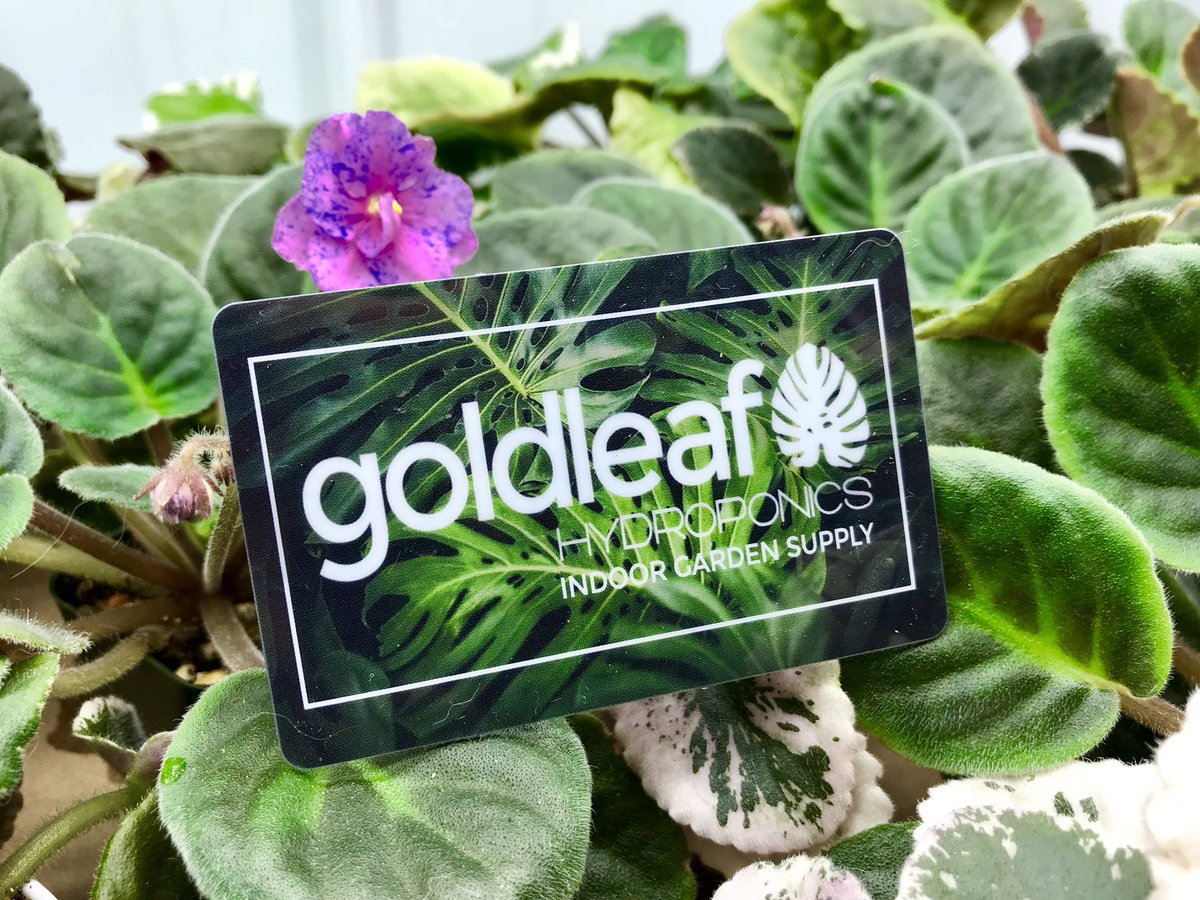 goldleafhydro's tweet photo. #Christmas #season is coming right up! Call us at 812-500-0434 or visit us online at https://t.co/yi0WX9AjSc to send a gift card to someone special! #localbusiness #giftcard #GardenersWorld #hydroponics #organics #orchids #orchideen #orquideas #Bonsai #ChristmasIsComing https://t.co/NBlvw6Q4QF