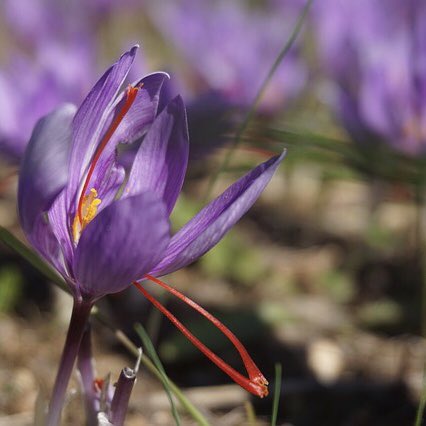 RedThreadFarm's tweet photo. It’s that time of year again👀 the harvest season👨‍🌾
#crocussativus #harvestseason #saffron #redthreadfarmstead https://t.co/35JhM7fcVB