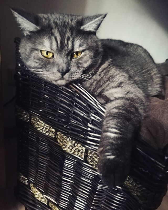 SacrifiZeLP's tweet photo. Das neue Katzen-Haus-Bettchen wurde nach zwei Tagen nun auch akzeptiert 😊🐈 #bkh #blacksmoke #bkhcat #bkhkatze #cats #cats_of_instagram #catsofinstagram #cat #katze #katzen #kater #michur #katzenhaus #cathouse https://t.co/Z8Qecqjx0i https://t.co/WXDLz01LaG