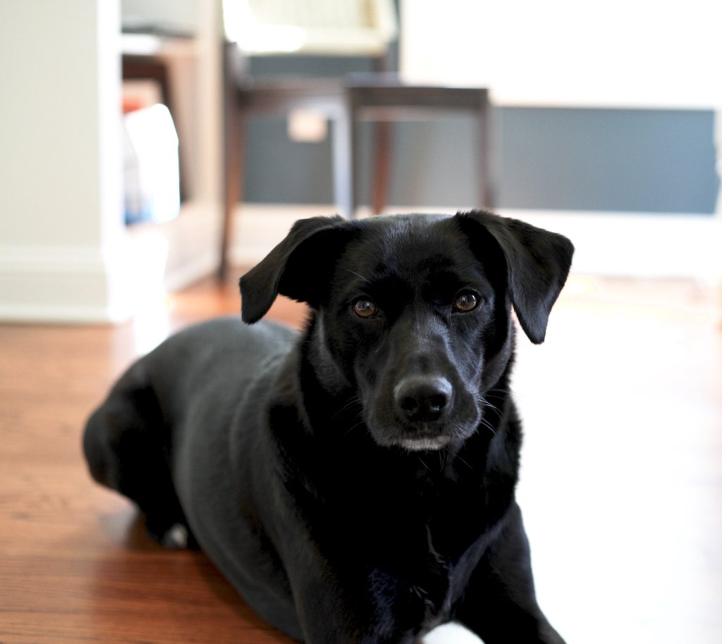 bingleydesign's tweet photo. Happy Friday! Love having my little buddy around while getting work done. Are you a cat person or a dog person? Comment below!🐶🐱 https://t.co/tms1jc4TUy