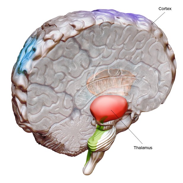 BCS Prof. Michael Halassa chatted with Knowable Magazine about the role the thalamus plays in higher-level cognition. ow.ly/U0DC30md5lu <a href="/mcgovernmit/">McGovern Institute</a> <a href="/ScienceMIT/">MIT Science</a>