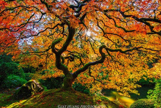 TravelFave's tweet photo. #Autumn #FallGlory #FridayFeeling
#PhotooftheDay: Japanese Maple by Jay Huang (Flickr)
#JapaneseGarden #Portland #Oregon
#Travel #Amazing #Nature #NatureLover https://t.co/HwsADZMCOl