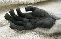 LouisianaLemur's tweet photo. Did you know that lemur hands and feet are designed to hold, grasp and manipulate? These characteristics are fundamental for life in the trees.
πΈ: Wikipedia
#evolution #trees #island #prosimians #louisianalemurfoundation #lemurs #food #savingspecies #adapted https://t.co/VFuUULQ6BN