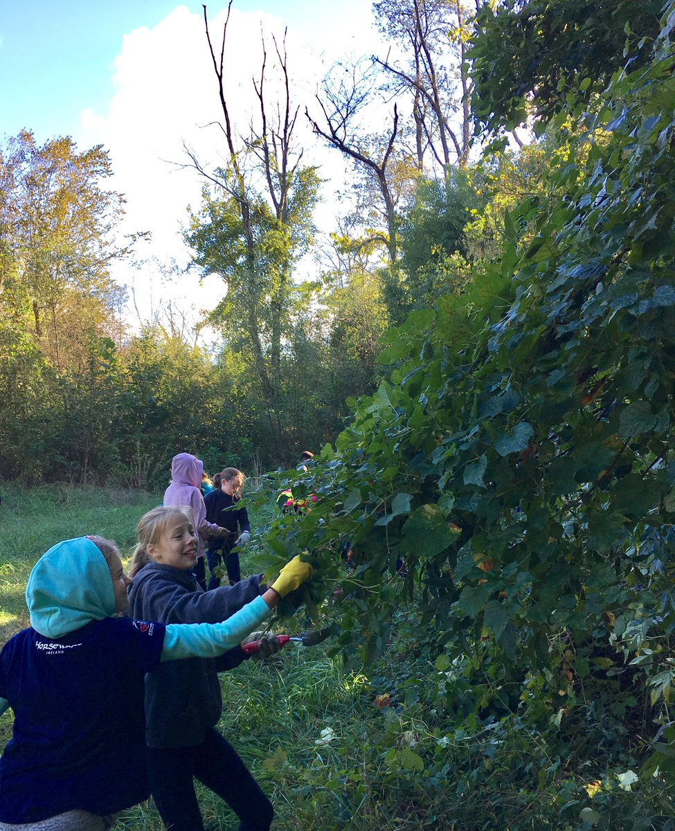 CGreeneCDS's tweet photo. 6th graders working with @RiverLink to remove invasive plants along the French Broad River.  @carolinaday #cdslearns https://t.co/PIKzlgZws0