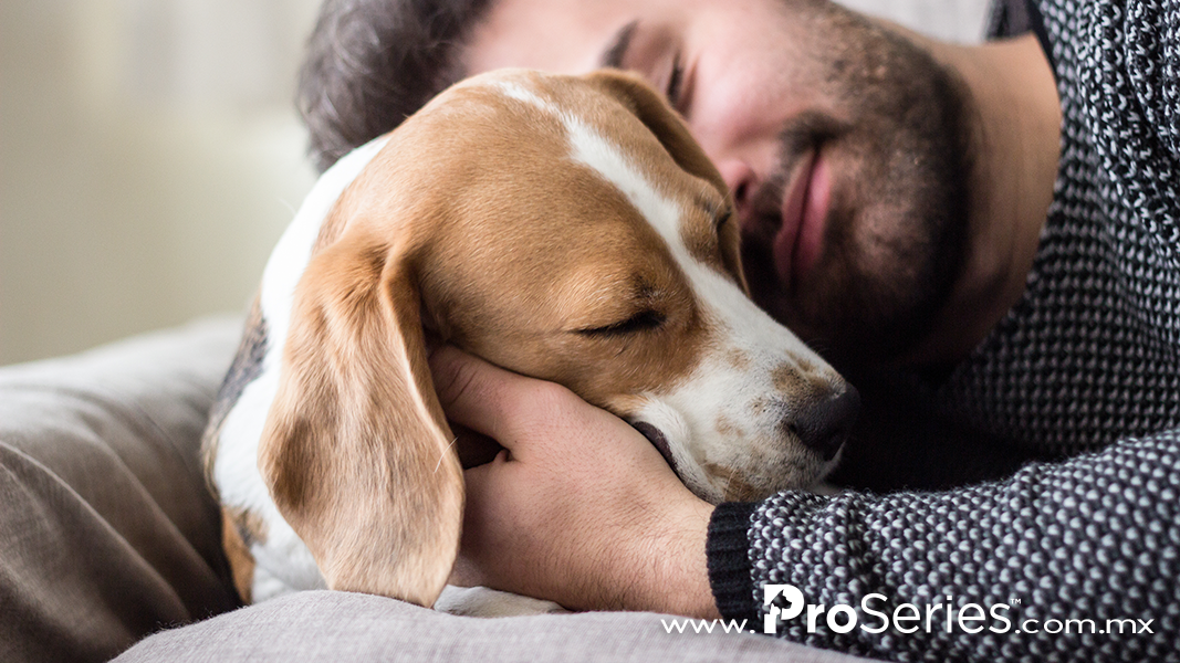 ProSeriesMexico's tweet photo. Queríamos crear un alimento para mascotas que pudiera hacerlo todo.  Cuidado dental, pelo brillante, control de olores y mucha carne. 
Lo logramos, y se llama ProSeries. https://t.co/m43TFZZYKT https://t.co/znjbWgIlJj