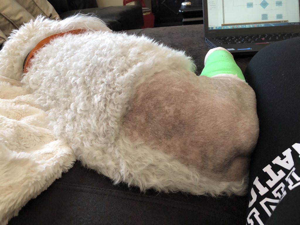 Broccolibrooke On Twitter My Dog Just Got Surgery Because He Images, Photos, Reviews
