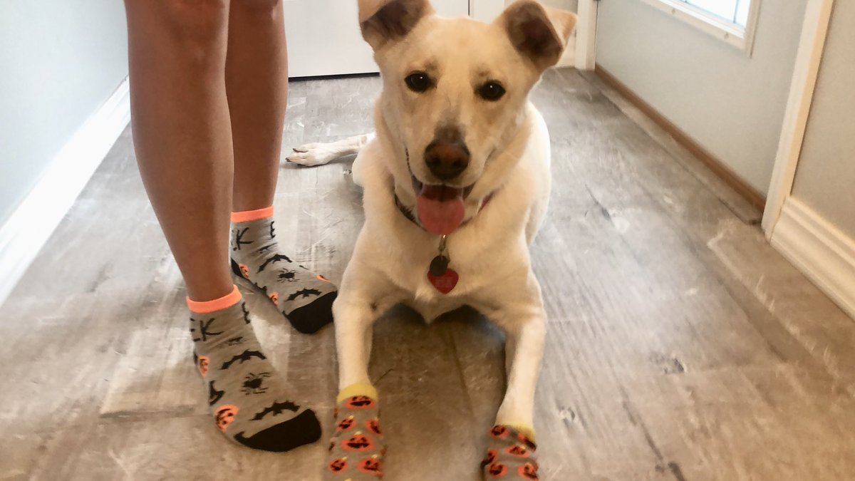 Becky Gesswein On Twitter I Had My Dog S Dna Tested Charlee