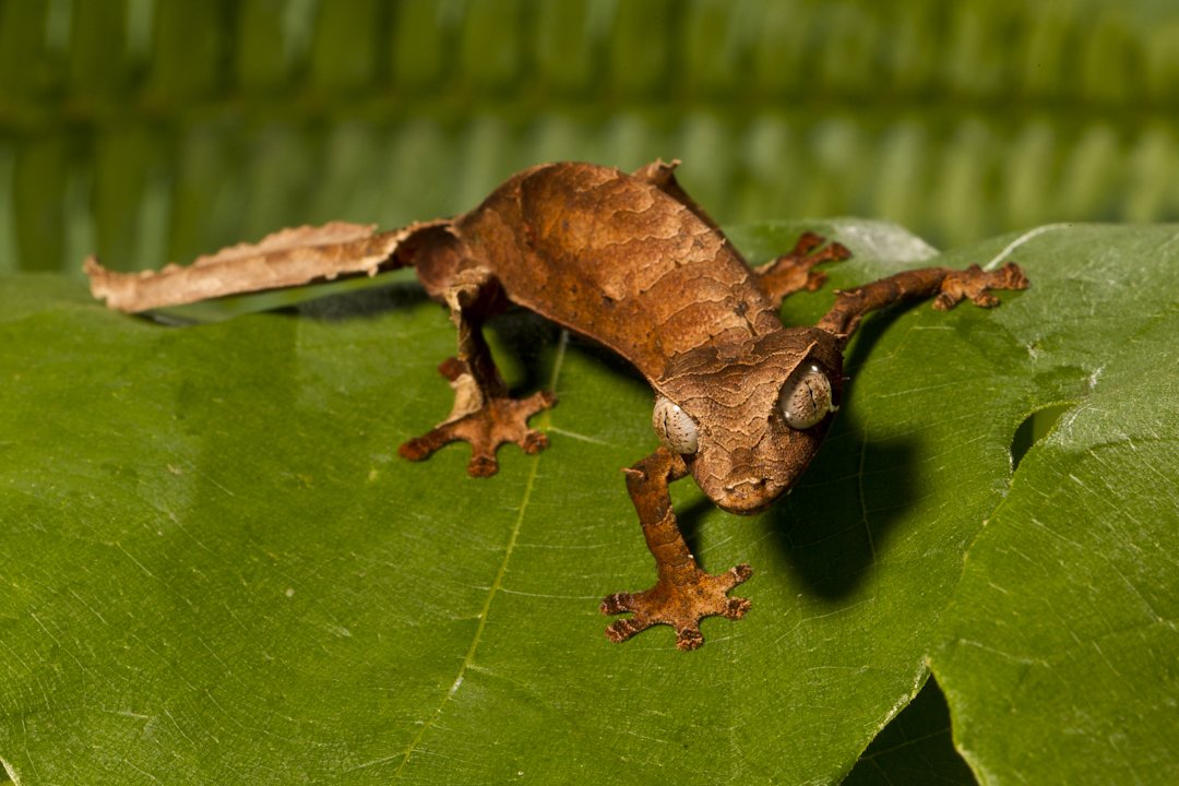 Don't leaf me out! 🍂 #LeafTailedGecko #AnimalsToFallFor 🍁 https://t.co/6P26UYMkRF