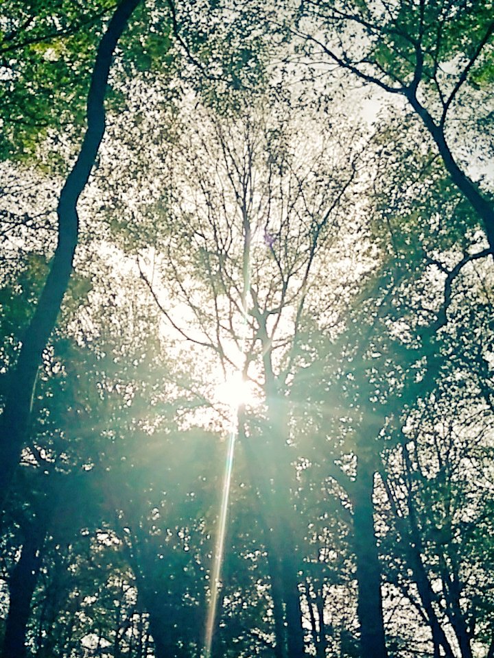 Wir genießen das schöne Wetter und hatten heute morgen netten Besuch von Schulkindern aus Köln 
#hambibleibt #hambacherforst #schlupfwinkel