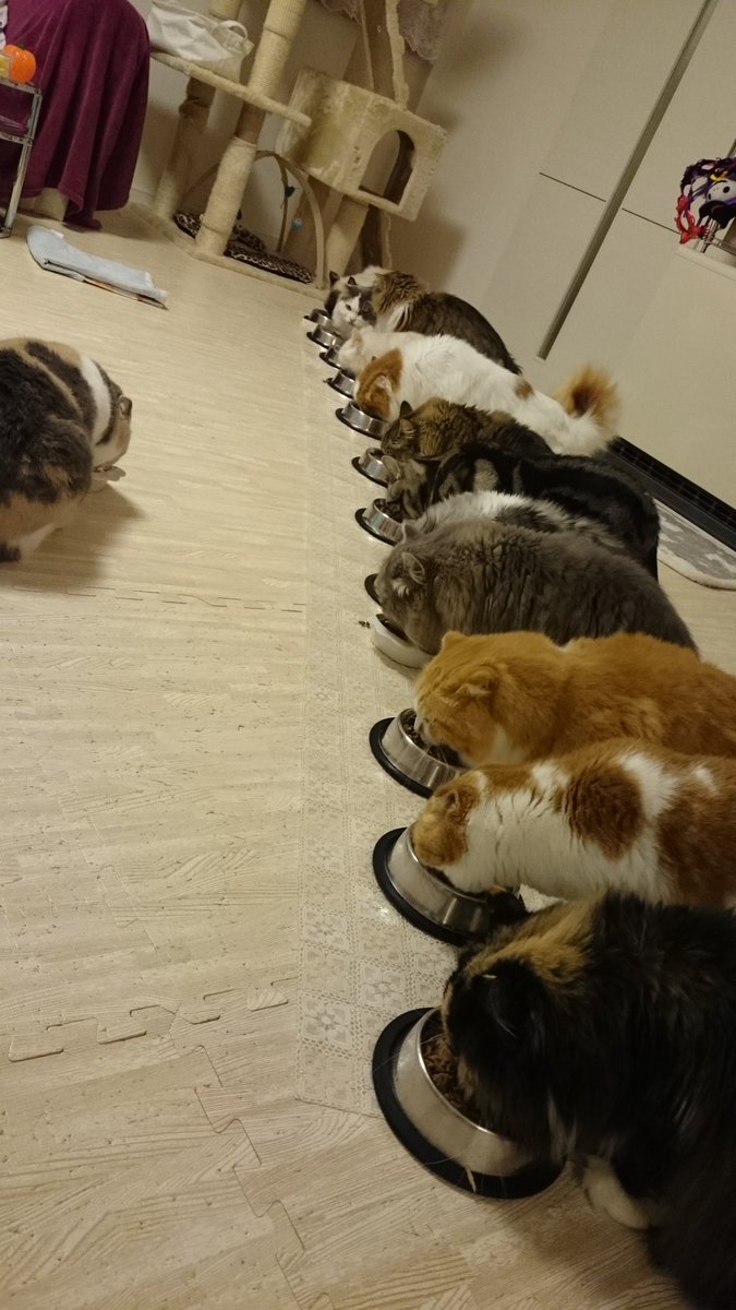 ねこカフェmimi 久し振りにモンプチ入りの豪華な夕飯 ありがとうございます るりさんは今夜も教卓で 召し上がる にゃんず ネコカフェ にゃんこ ネコカフェ ねこ ねこカフェ 猫好き 猫写真 ねこね ねこカフェmimi 久し振りにモンプチ入りの豪華な夕飯 ありがとうございます るりさんは今夜も教卓で 召し上がる にゃんず ネコカフェ にゃんこ ネコカフェ ねこ ねこカフェ 猫好き 猫写真 ねこね